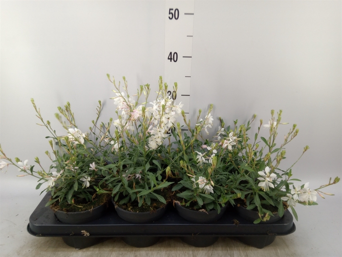 <h4>Gaura lindheimeri 'Geyser White'</h4>