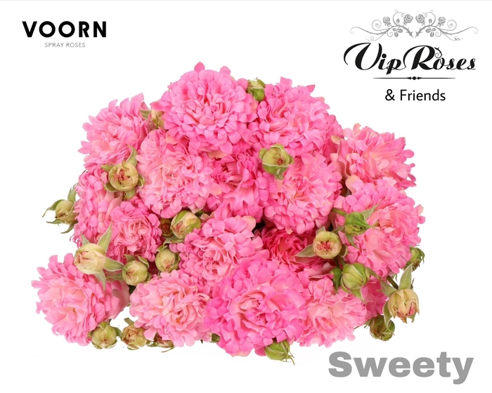 <h4>R TR SWEETY</h4>