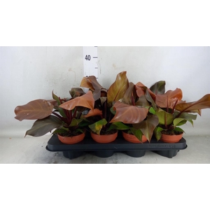 Philodendron 'Sunlight'