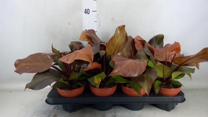 <h4>Philodendron  'Sunlight'</h4>