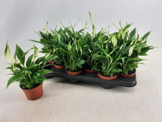 <h4>SPATH CHOPIN</h4>