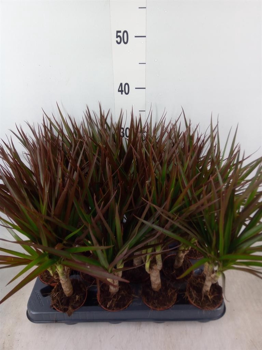 <h4>Dracaena marg. 'Magenta'</h4>