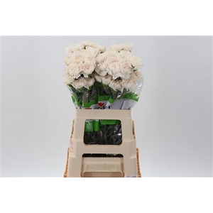 DI ST MOON GOLEM 60CM