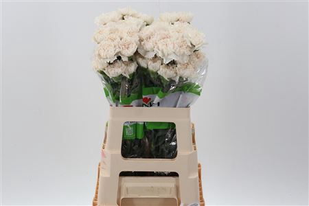 <h4>DI ST MOON GOLEM 60CM</h4>