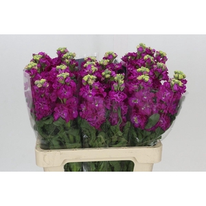 Matthiola Iron Rose