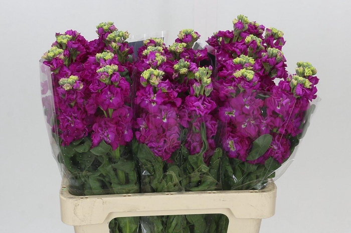 <h4>Matthiola Iron Rose</h4>