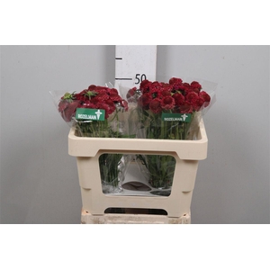 Scab At Raspberry Scoop