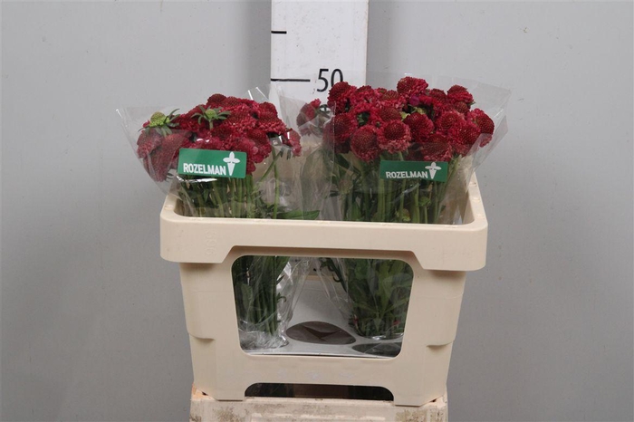 <h4>Scab At Raspberry Scoop</h4>