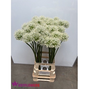 ALLIUM MOUNT EVEREST