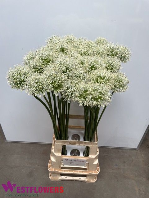 <h4>ALLIUM MOUNT EVEREST</h4>