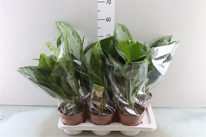 <h4>Aglaonema Silver Bay</h4>