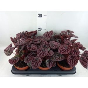 Peperomia caperata   ...