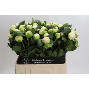 Paeonia Bridal Shower