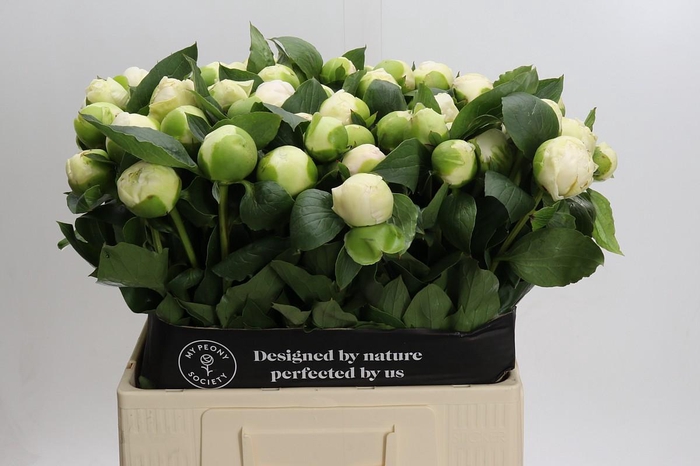 Paeonia Bridal Shower