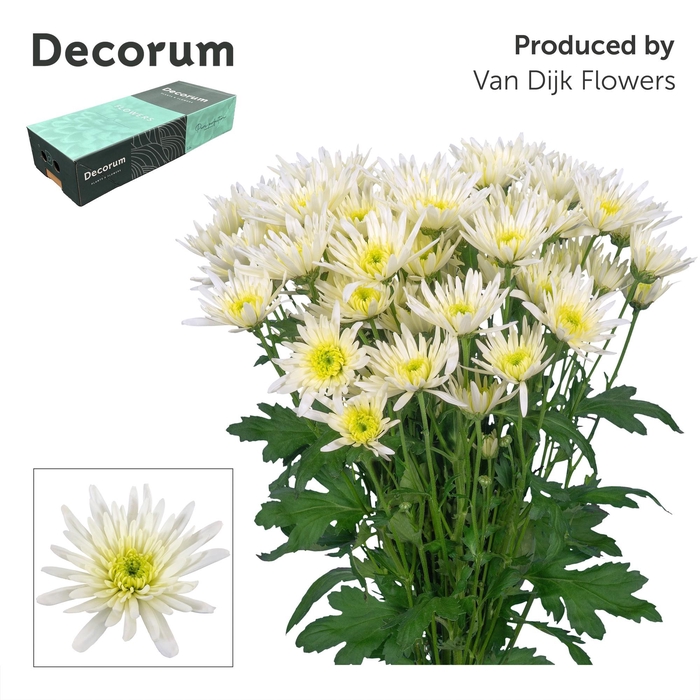 <h4>Chr T Delianne White Decorum</h4>