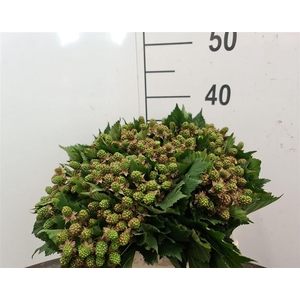RUBUS M THORNLESS CM 35