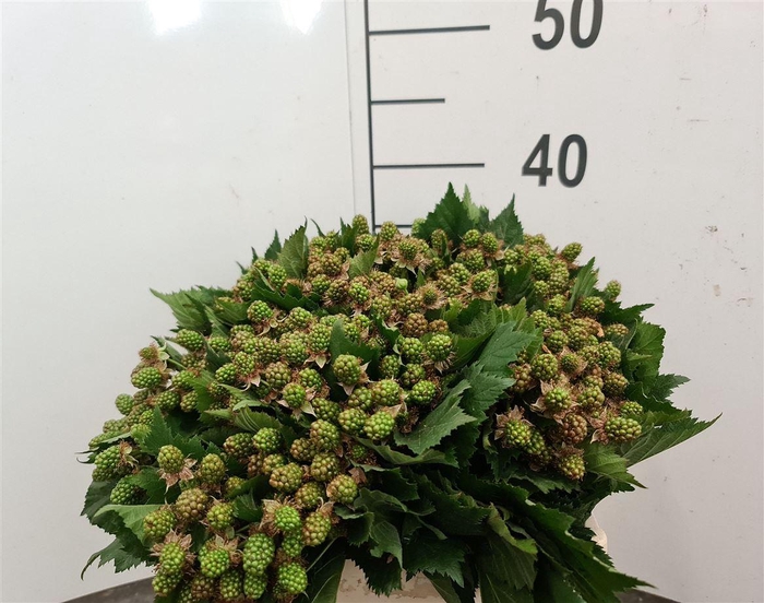 <h4>RUBUS M THORNLESS CM 35</h4>