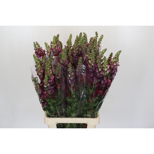 Antirrhinum Monaco Red