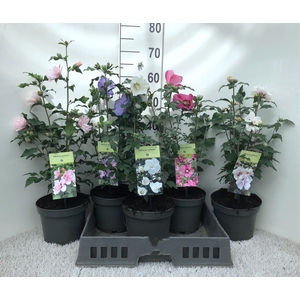 HIBISCUS SYRIACUS