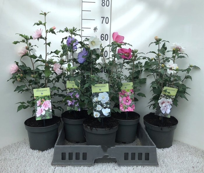 <h4>HIBISCUS SYRIACUS</h4>