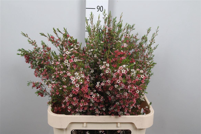 <h4>Chame Un My Sweet 16</h4>