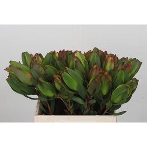 Leucadendron Laurel Yellow