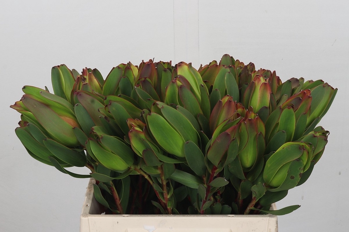 <h4>Leucadendron Laurel Yellow</h4>