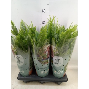 Nephrolepis exal. 'Green Lady'