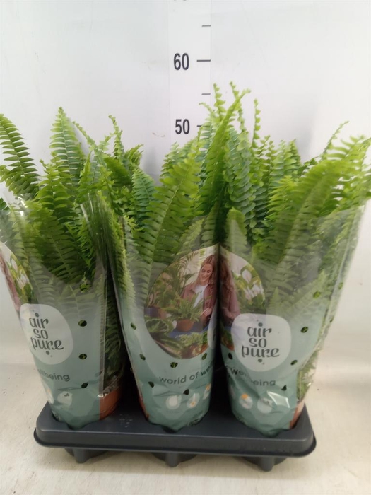 <h4>Nephrolepis exal. 'Green Lady'</h4>