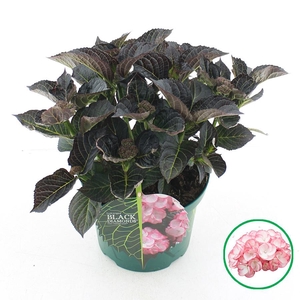 Hydrangea macr. Black Diamonds® 'Midnight Pearl'® C5 (23cm.) Kn.
