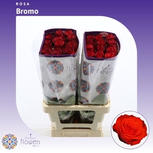 Rosa gr Bromo