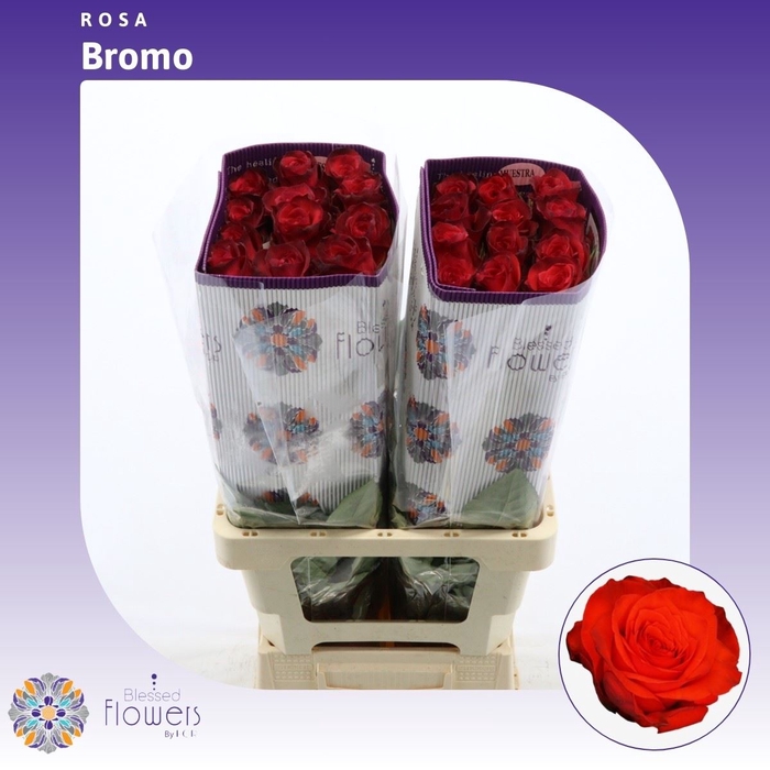 <h4>Rosa gr Bromo</h4>