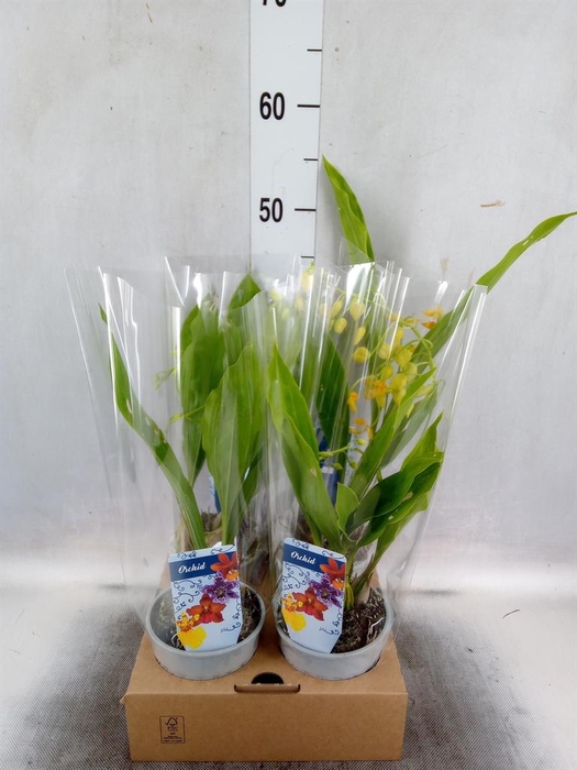 <h4>Orchideeen   ...</h4>