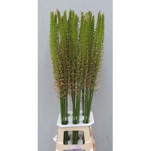 EREMURUS ROMANCE