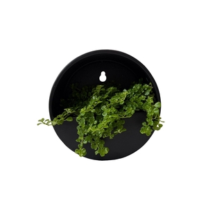 Arr.   Kamerplant Groen L%