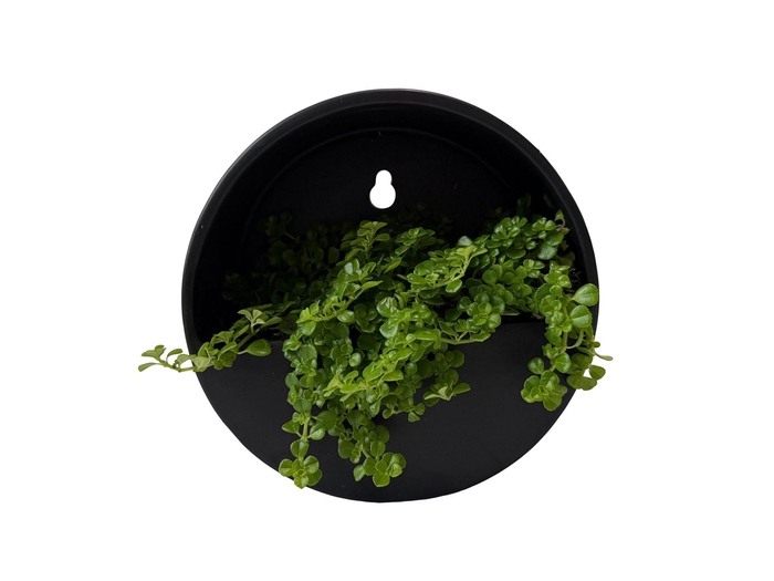 <h4>Arr. Kamerplant Groen L%</h4>