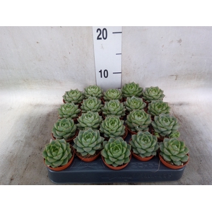 Echeveria   ...