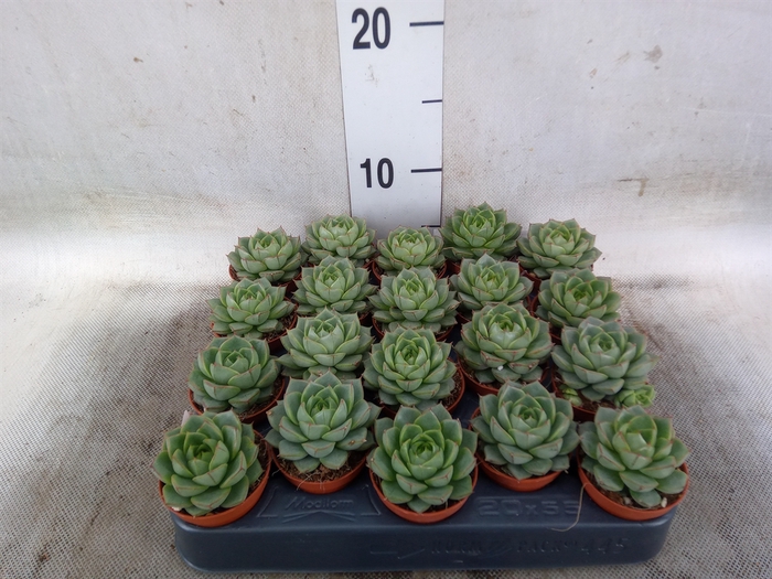 <h4>Echeveria   ...</h4>