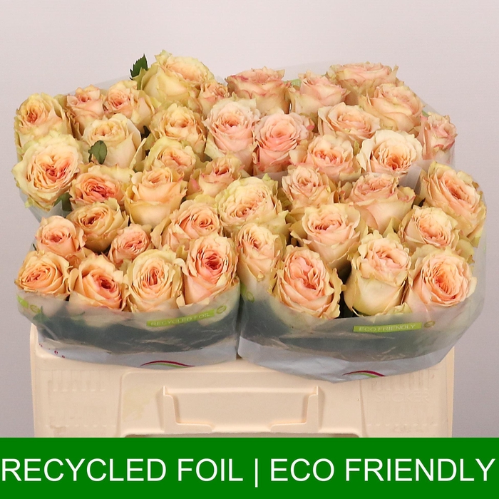 <h4>Desert Rose</h4>