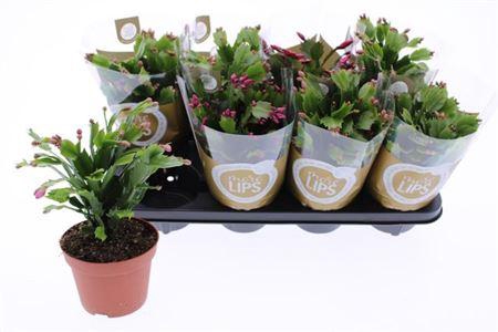 <h4>Schlumb Ov 55+</h4>