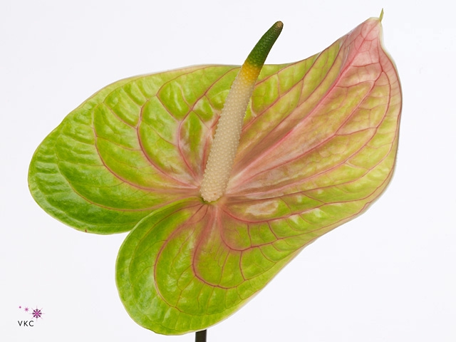 Anthurium Lucardi