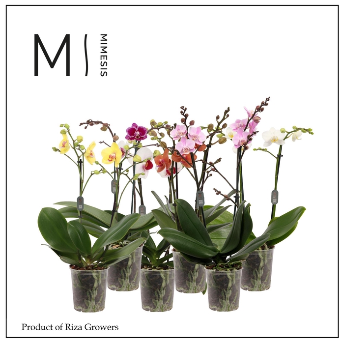 <h4>Phalaenopsis Multi Mix 2 spike - 12cm | Mimesis</h4>