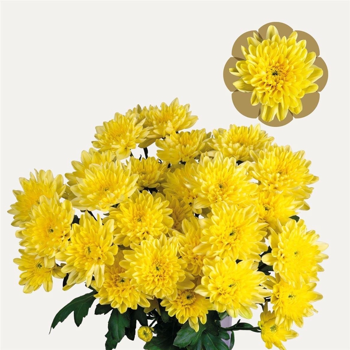 <h4>Chr T Baltica Yellow</h4>