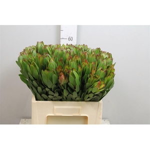 Leucadendron Goldstrike