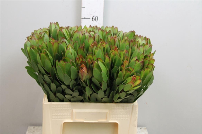 <h4>Leucadendron Goldstrike</h4>