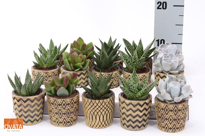 <h4>SUCC GEM 5 SRT</h4>