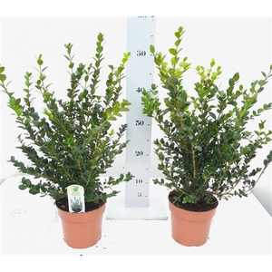 Buxus microphylla Faulkner struik 30-35cm