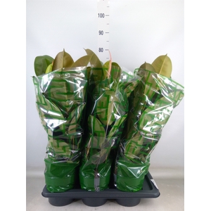 Ficus elastica 'Robusta'