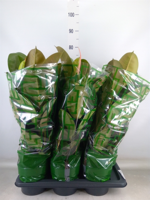 <h4>Ficus elastica 'Robusta'</h4>