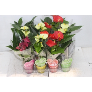 ANTHURIUM VARIADO P09